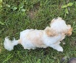Small #3 Shih Tzu