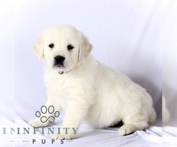 Medium Photo #1 English Cream Golden Retriever Puppy For Sale in GORDONVILLE, PA, USA