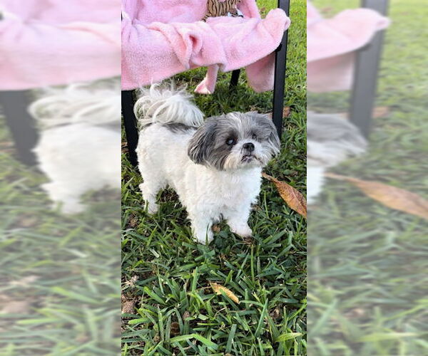 Medium Photo #11 Shih Tzu Puppy For Sale in Weston, FL, USA