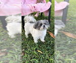Small #10 Shih Tzu