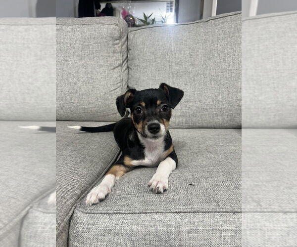 Medium Photo #1 Jack Russell Terrier-Unknown Mix Puppy For Sale in Brooklyn, NY, USA