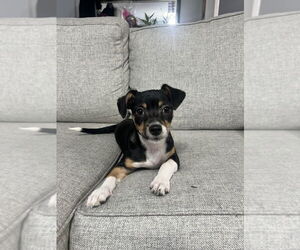 Jack Russell Terrier-Unknown Mix Dogs for adoption in Brooklyn, NY, USA