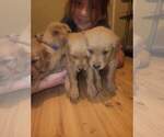Small Photo #3 Golden Retriever Puppy For Sale in HARRIMAN, TN, USA