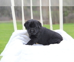 Small Photo #17 Labrador Retriever Puppy For Sale in HYDE PARK, VT, USA