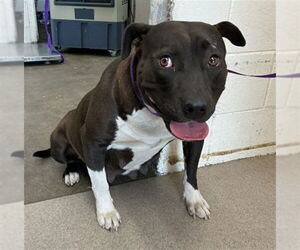 Mutt Dogs for adoption in San Bernardino, CA, USA