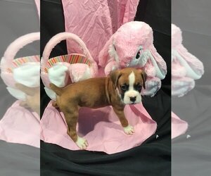 Boxer Puppy for sale in ARBOGA, CA, USA