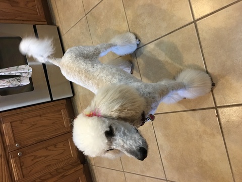 Medium Photo #1 Goldendoodle-Poodle (Standard) Mix Puppy For Sale in AMARILLO, TX, USA