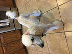 Small Photo #1 Goldendoodle-Poodle (Standard) Mix Puppy For Sale in AMARILLO, TX, USA
