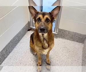Labrador Retriever-Unknown Mix Dogs for adoption in Houston, TX, USA