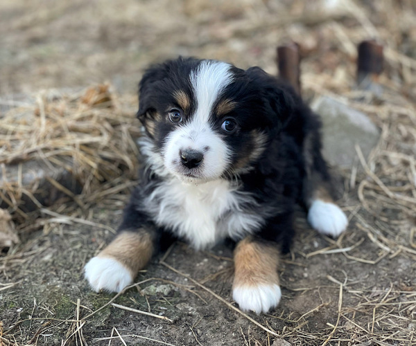 Medium Photo #2 Miniature Australian Shepherd Puppy For Sale in PERU, NE, USA