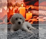Small Photo #1 Goldendoodle Puppy For Sale in BARK RIVER, MI, USA