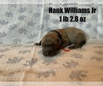 Puppy Hank Williams J Great Dane