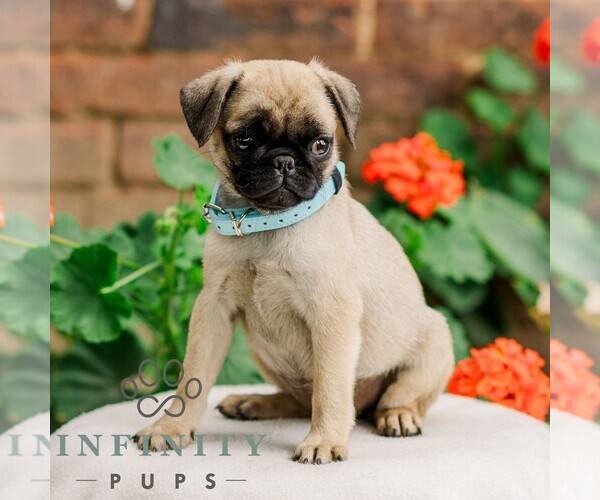 Medium Photo #3 Pug Puppy For Sale in ORRSTOWN, PA, USA