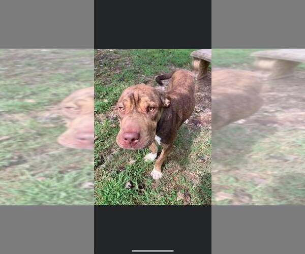 Medium Photo #4 Chinese Shar-Pei-Unknown Mix Puppy For Sale in Woodbury, NY, USA