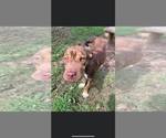 Small #3 Chinese Shar-Pei Mix