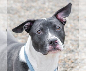 Mutt Dogs for adoption in Hilton Head, SC, USA