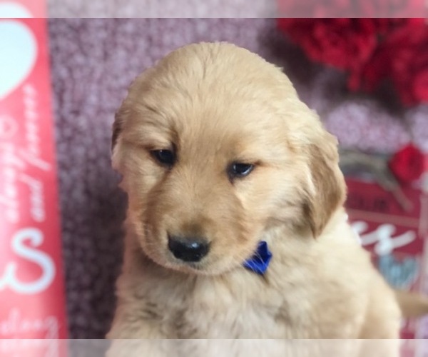 Medium Photo #5 Golden Retriever Puppy For Sale in CLAY, PA, USA