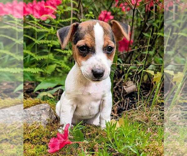 Medium Photo #1 Jack Russell Terrier Puppy For Sale in SANDOWN, NH, USA