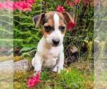 Small Jack Russell Terrier