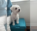 Small #1 Maltipoo (Miniature)