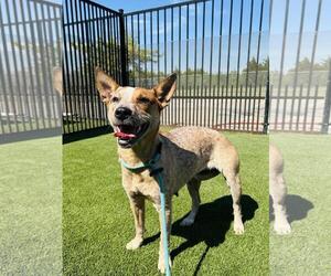 Mutt Dogs for adoption in Rockwall, TX, USA
