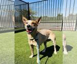 Cali Girl - Female Mutt Dog for Adoption - Small photo