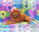 Small Photo #5 Goldendoodle Puppy For Sale in LANCASTER, PA, USA