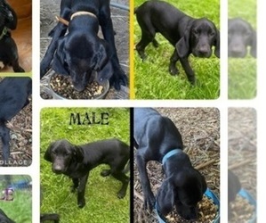 Labrador Retriever-Treeing Walker Coonhound Mix Puppy for sale in ELKINS, WV, USA