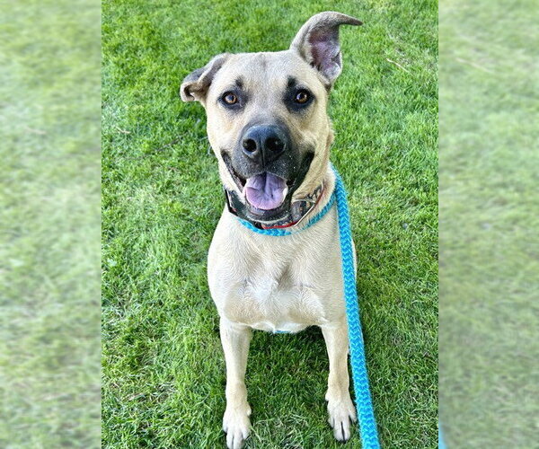 Medium Photo #2 Mutt Puppy For Sale in Sacramento, CA, USA