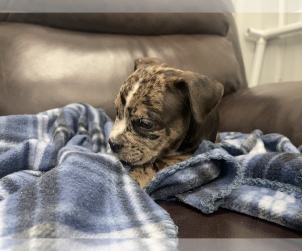 Medium Photo #83 American Bully Puppy For Sale in REESEVILLE, WI, USA