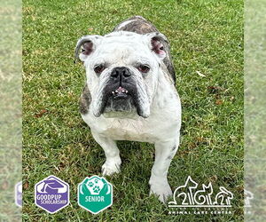 Bulldog Dogs for adoption in Irvine, CA, USA