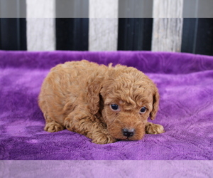 Goldendoodle (Miniature) Puppy for sale in BLOOMINGTON, IN, USA