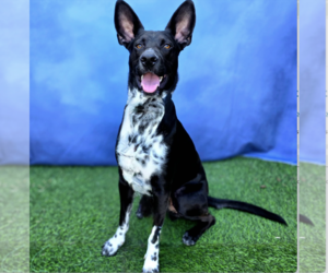 Disco Cowboy - courtesy post - Male Labrador Retriever-Unknown Mix Dog for Adoption - Photo #3