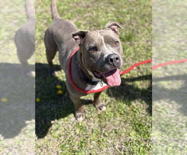Medium Photo #1 American Pit Bull Terrier-Unknown Mix Puppy For Sale in Virginia Beach, VA, USA