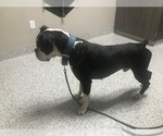 Small Photo #1 Boxer Puppy For Sale in VICTORIA, TX, USA