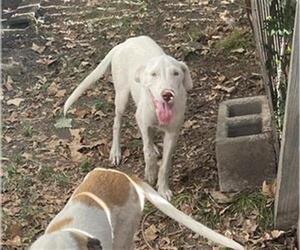American Staffordshire Terrier-Unknown Mix Dogs for adoption in San Antonio, TX, USA