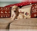 Small Photo #5 Goldendoodle Puppy For Sale in ATHENS, GA, USA