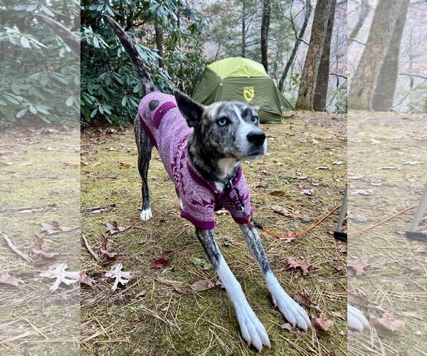 Medium Photo #3 Boxer-Siberian Husky Mix Puppy For Sale in Cumming, GA, USA