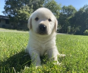 Labrador Retriever Puppy for sale in KETTLE FALLS, WA, USA