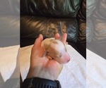 Small Photo #19 Brittany Puppy For Sale in FORT COLLINS, CO, USA