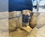 Small Photo #1 Malinois Puppy For Sale in HARRISON, AR, USA