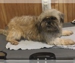 Small Photo #1 Shih Tzu Puppy For Sale in STOKESDALE, NC, USA