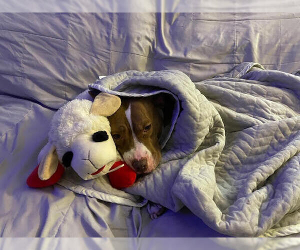 Medium Photo #11 American Pit Bull Terrier-Unknown Mix Puppy For Sale in Crete, IL, USA