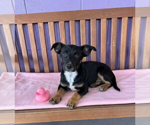 Dachshund-Unknown Mix Dogs for adoption in Genesee, WI, USA