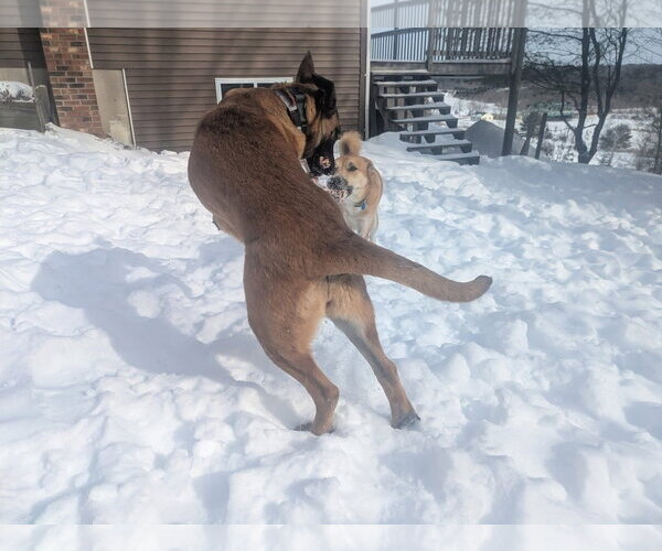 Medium Photo #24 German Shepherd Dog-Unknown Mix Puppy For Sale in Sebec, ME, USA