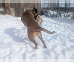 Small #23 German Shepherd Dog Mix