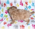 Small Photo #15 Cavapoo-Poodle (Miniature) Mix Puppy For Sale in ORO VALLEY, AZ, USA