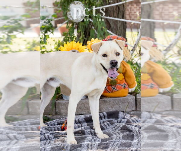 Medium Photo #4 Labrador Retriever-Pug Mix Puppy For Sale in Foristell, MO, USA