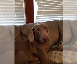 Father of the Weimaraner puppies born on 03/17/2019