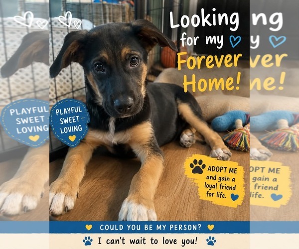 Medium Photo #4 German Shepherd Dog-Unknown Mix Puppy For Sale in Holly Springs, NC, USA